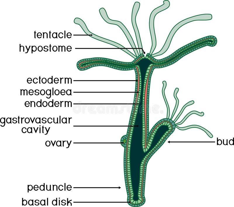 Kraken cc зеркало kr2web in