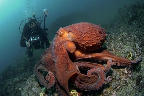 Кракен даркнет аккаунт