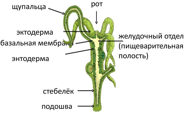 Kraken 17at сайт